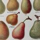 Lithograph of pears - 1920