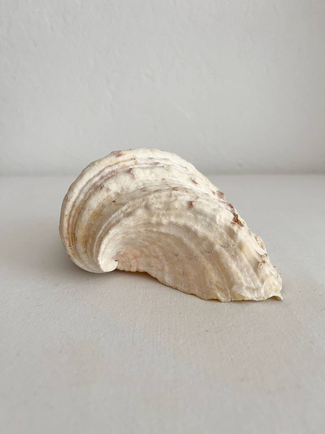Old holy water stoup shell cabinet of curiosities