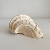 Old holy water stoup shell cabinet of curiosities