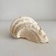Old holy water stoup shell cabinet of curiosities