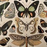 Lithograph engraving exotic butterflies from 1897