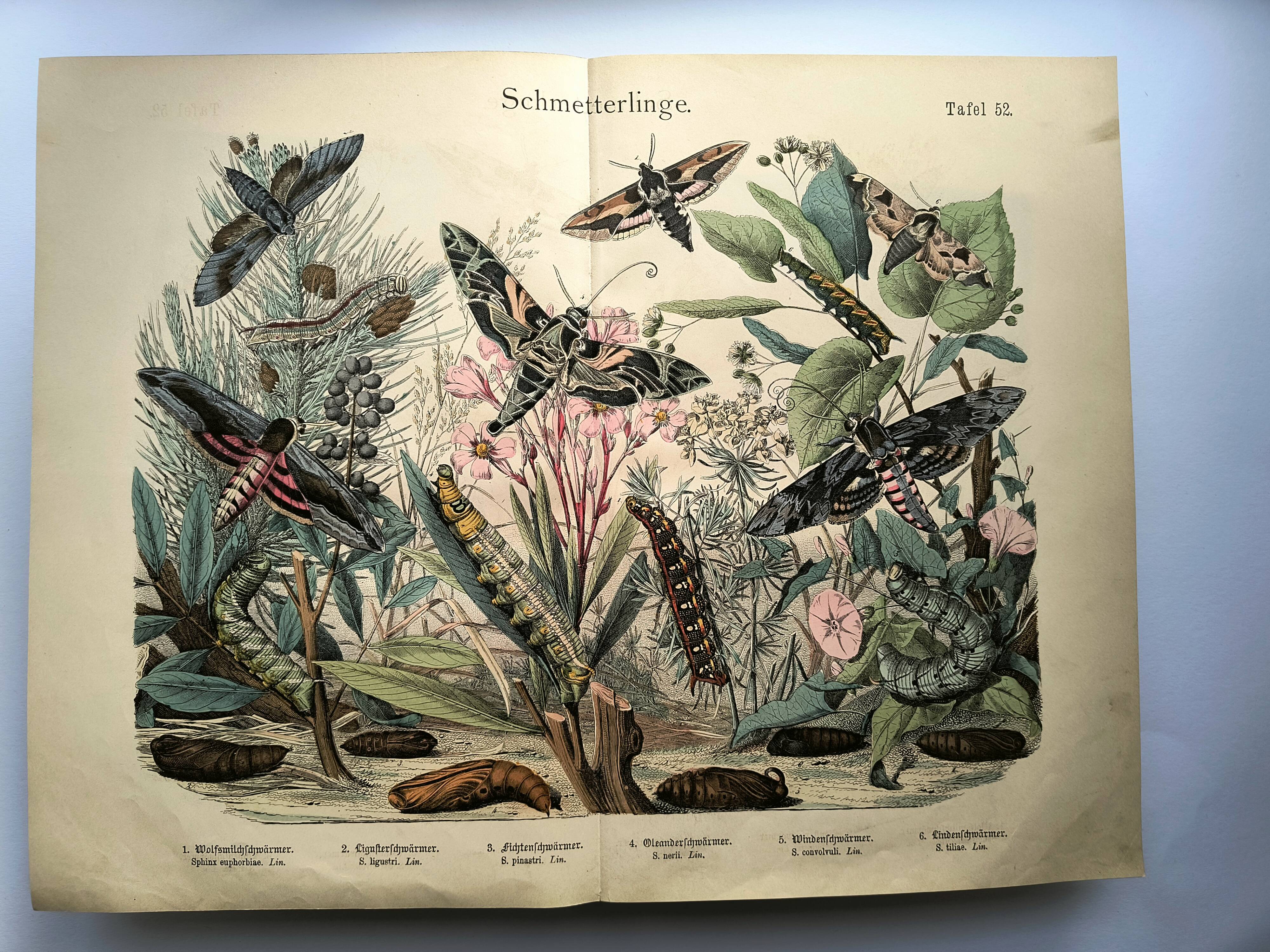 Old engraving from 1886 - Sphinx Butterflies (1) - Zoological lithograph
