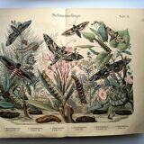 Old engraving from 1886 - Sphinx Butterflies (1) - Zoological lithograph
