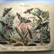 Gravure ancienne de 1886 - Papillons Sphinx (1) - Lithographie zoologique