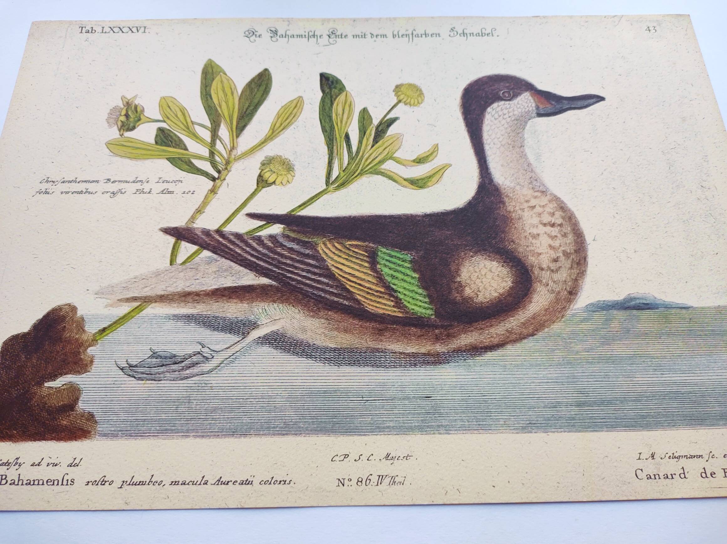 Antique bird engraving - Bahama Duck - Zoological plate by Seligmann & Catesby