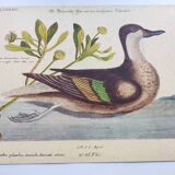 Antique bird engraving - Bahama Duck - Zoological plate by Seligmann & Catesby