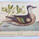 Antique bird engraving - Bahama Duck - Zoological plate by Seligmann & Catesby