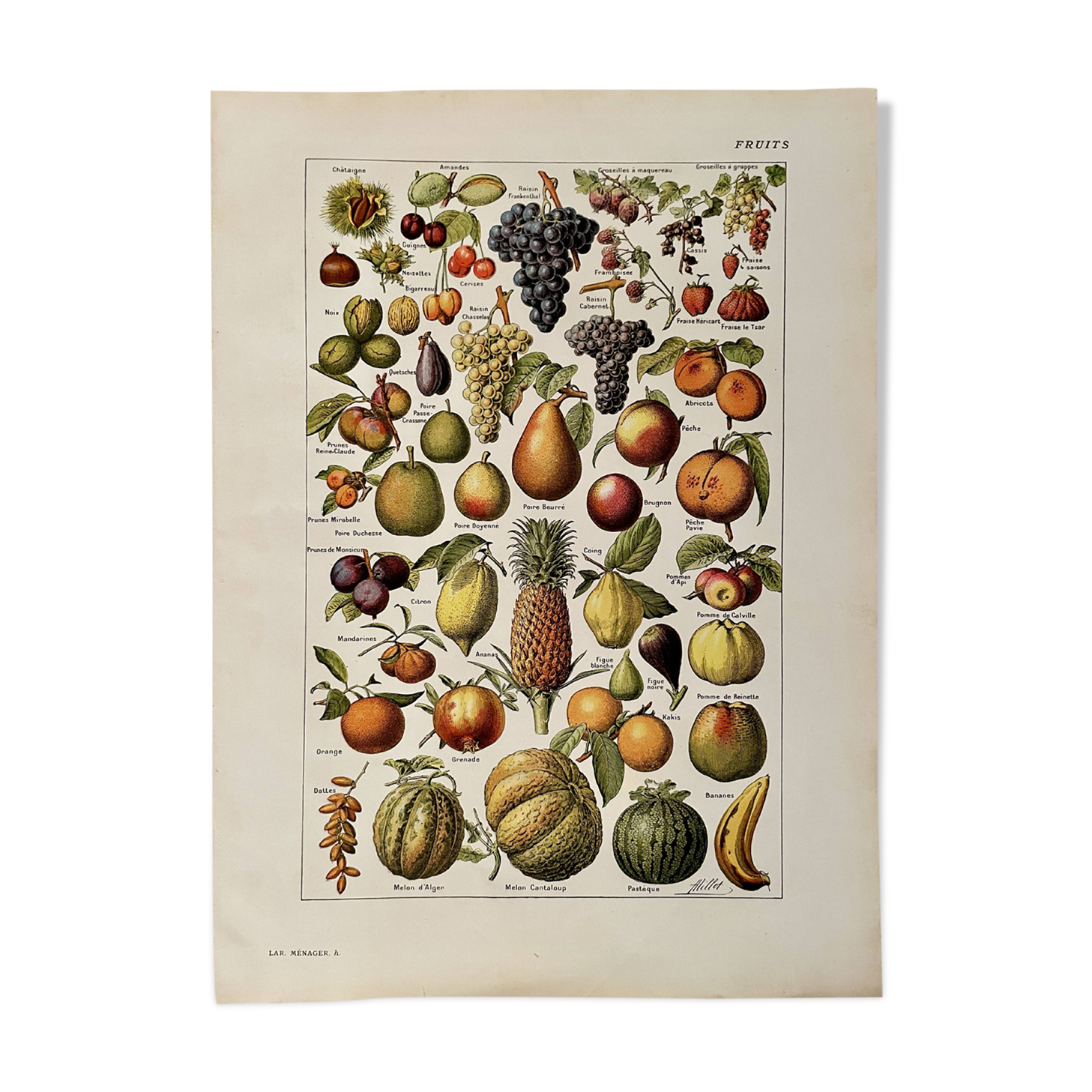 Lithograph on common fruits - 1920