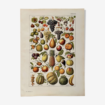 Lithographie sur les fruits communs - 1920