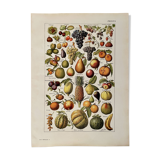 Lithograph on common fruits - 1920
