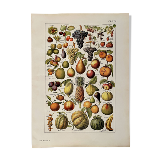Lithograph on common fruits - 1920