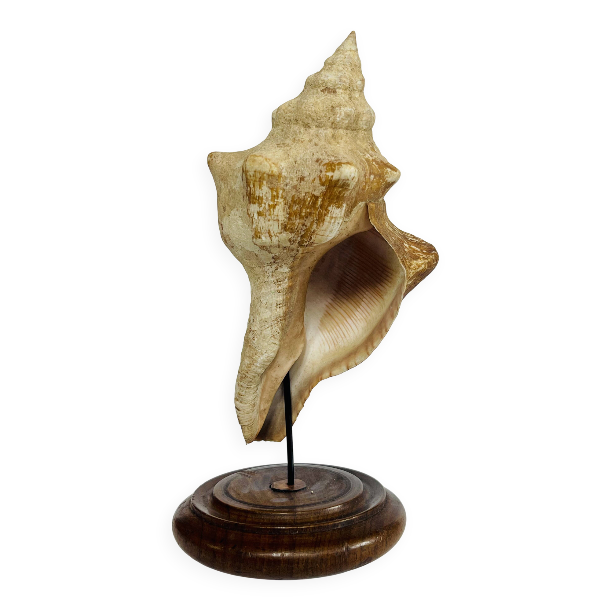 Coquillage