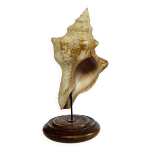 coquillage