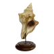 Coquillage