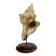 Coquillage