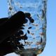 Old baccarat crystal glass with absinthe bistrot pastille decoration
