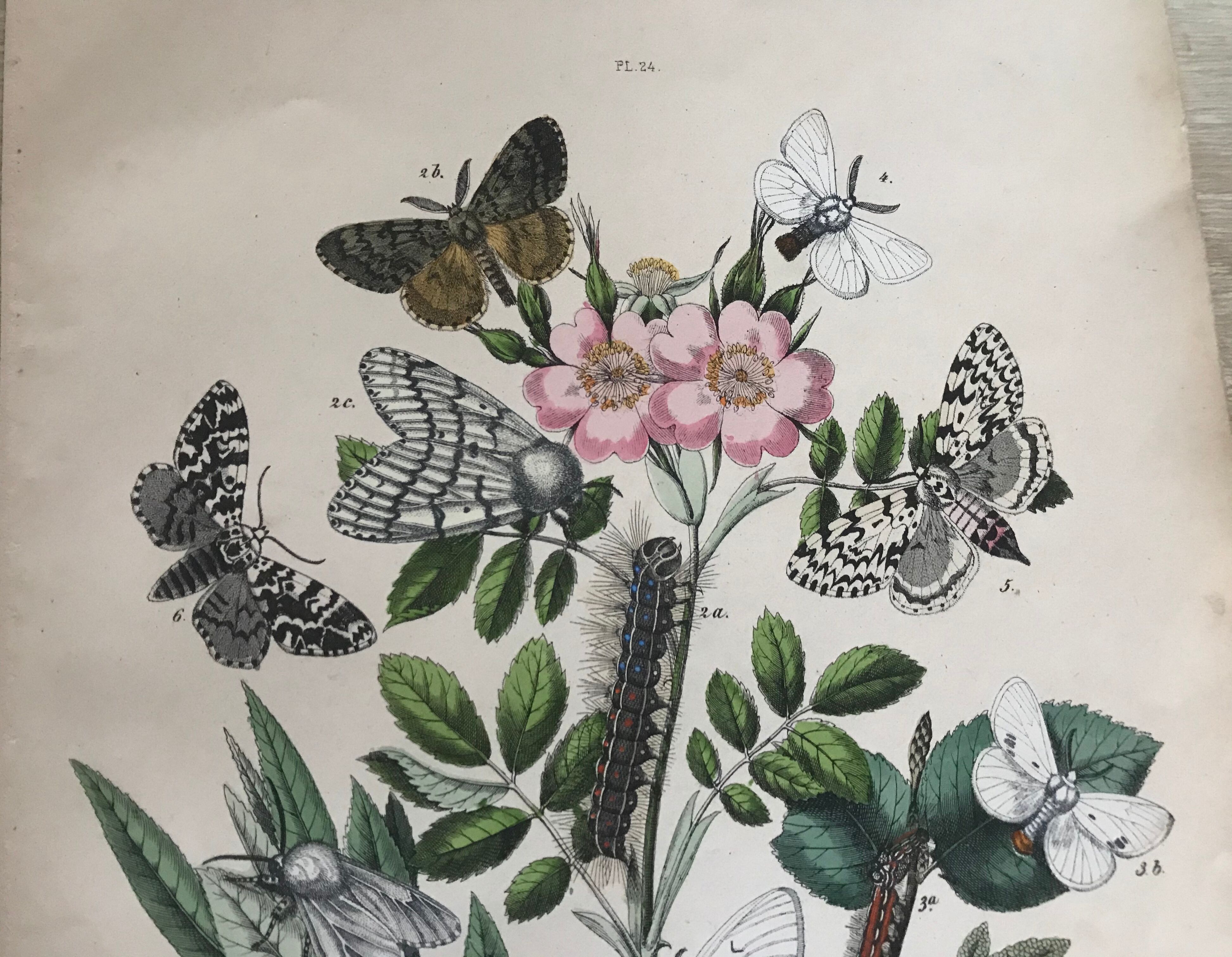 Flower and butterfly boards 1876