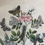 Flower and butterfly boards 1876