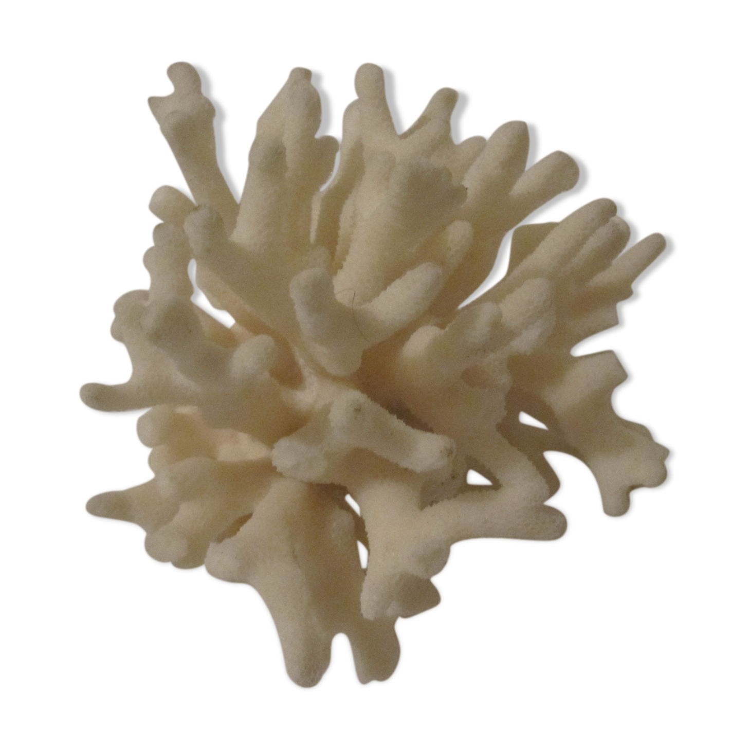 Former shell coral white