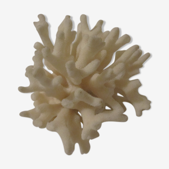 Ancien coquillage corail blanc
