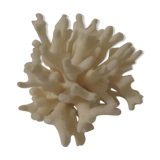 Former shell coral white