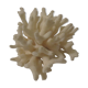 Former shell coral white