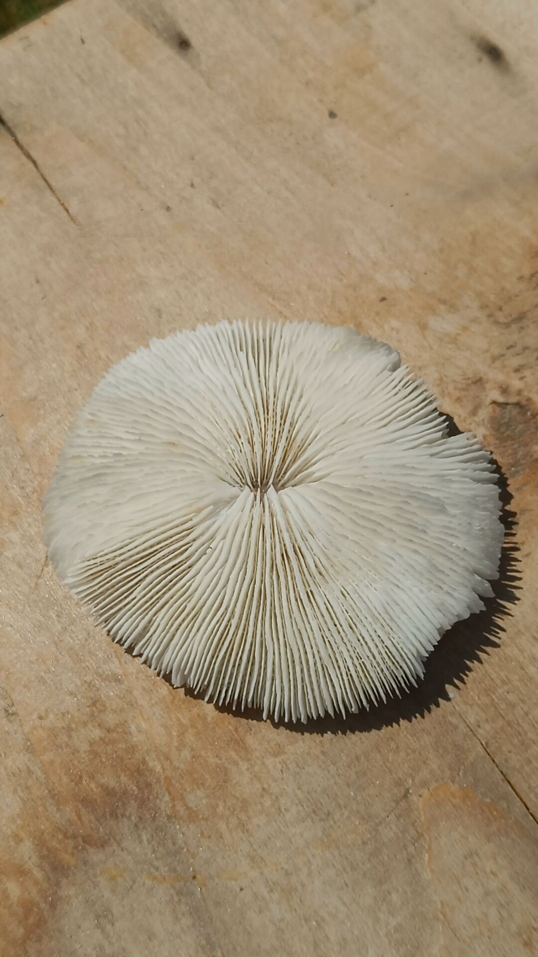 Natural round coral