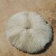 Natural round coral