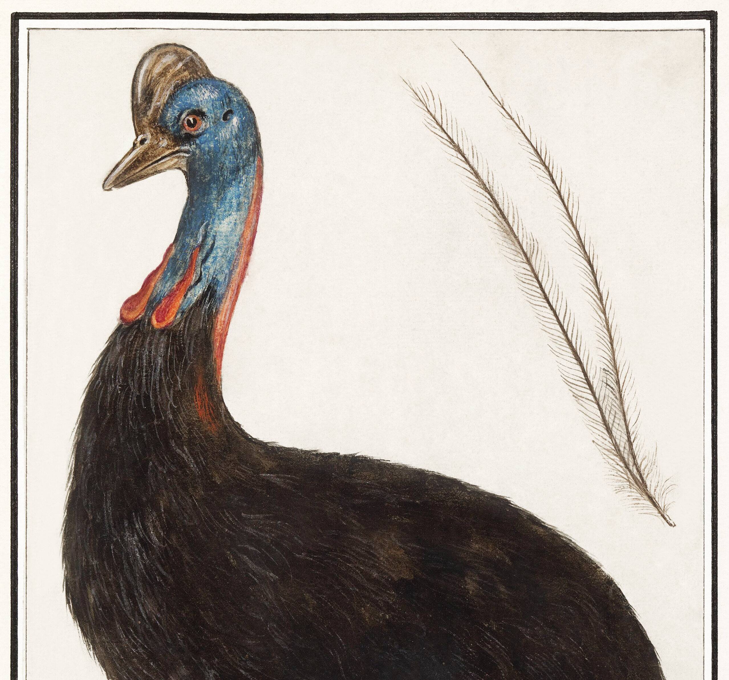 Small poster about the emu, after an old engraving from 1610.