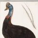Small poster about the emu, after an old engraving from 1610.