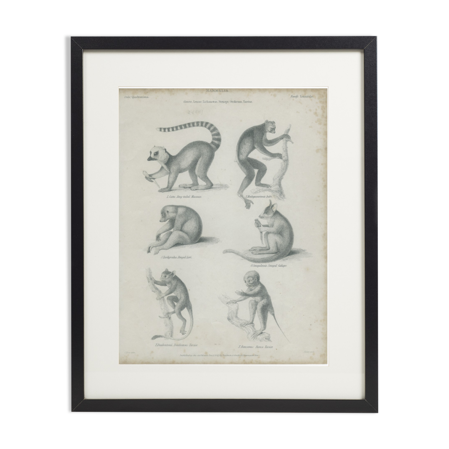 Antique engraving of primates xix