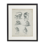 Antique engraving of primates xix
