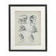 Antique engraving of primates xix