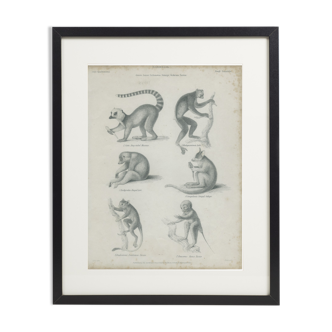 Antique engraving of primates xix