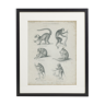 Antique engraving of primates xix