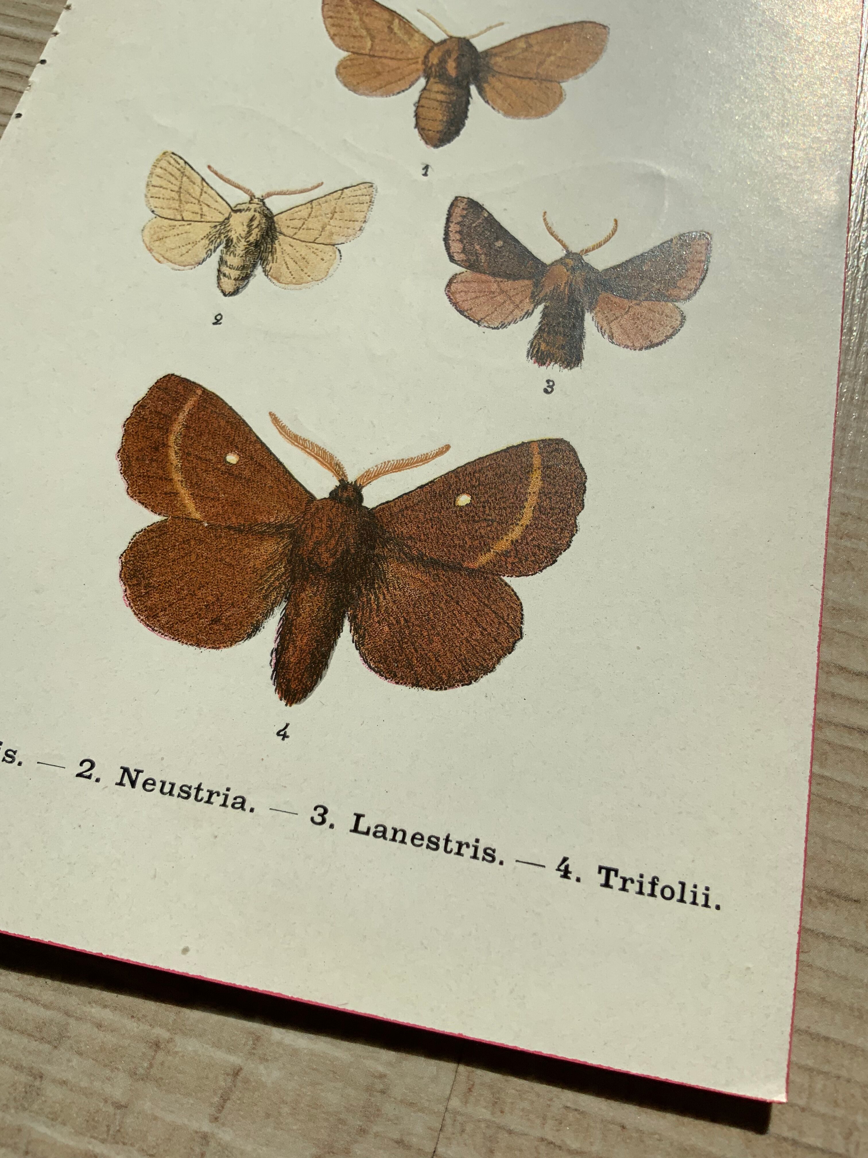 Vintage botanical plate antique butterfly engraving 1903 double-sided G. Denise