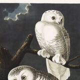 Poster about the snowy owl, based on an old engraving from 1827.