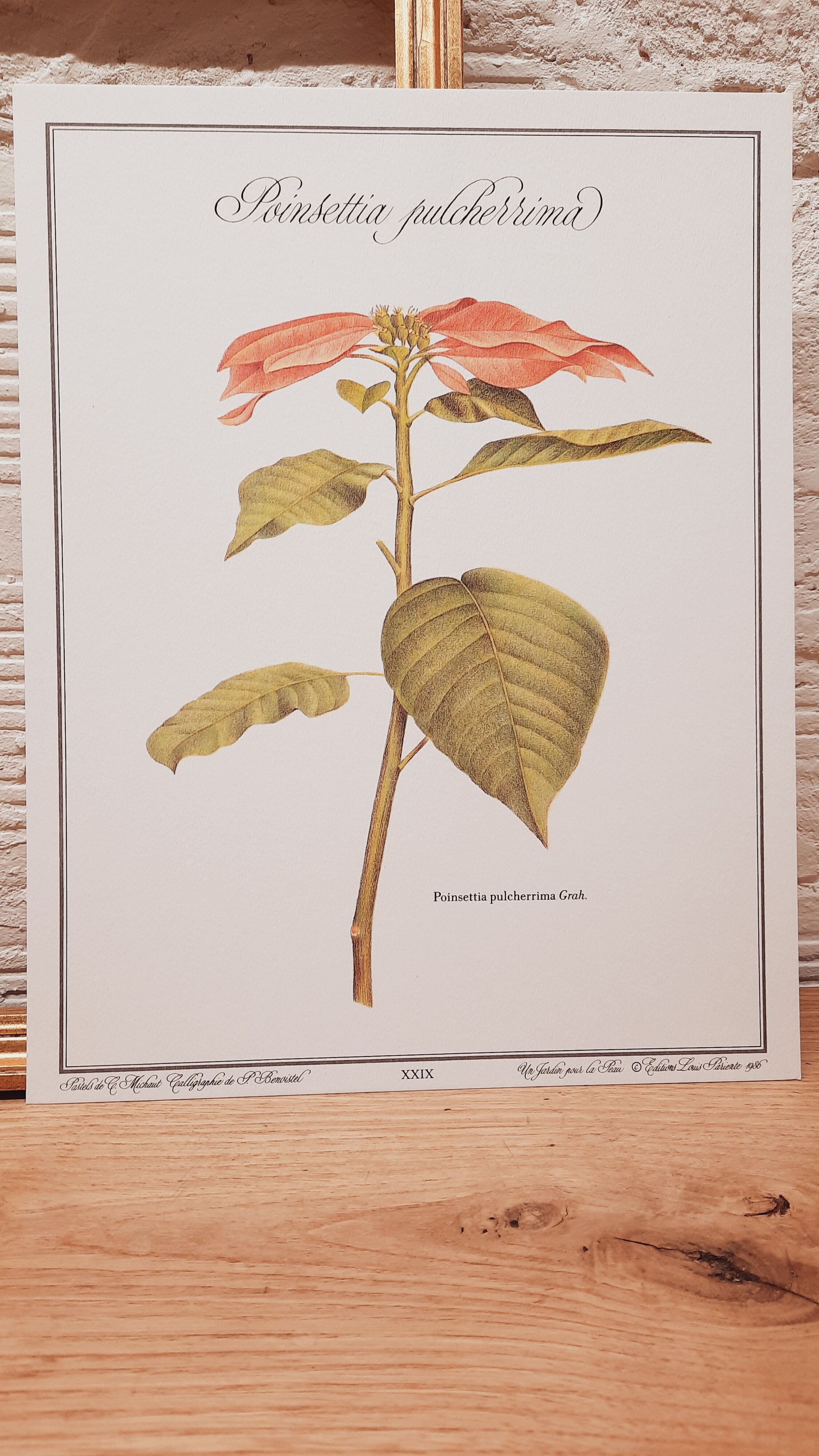 Botanical plate Poinsettia de Noël