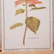Botanical plate Poinsettia de Noël