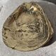 Cendrier en bronze en forme de coquille d'huître