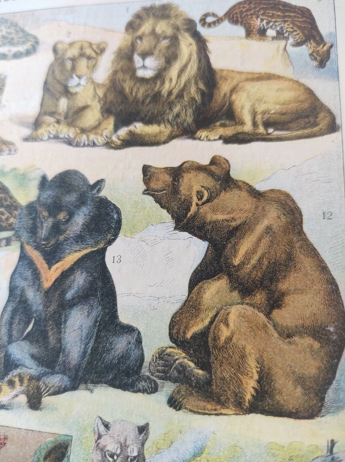 Original engraving • Furbearing animals (2) • Old and vintage poster from 1909