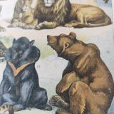 Gravure originale • Animaux à fourrures (2) • Affiche ancienne et vintage de 1909