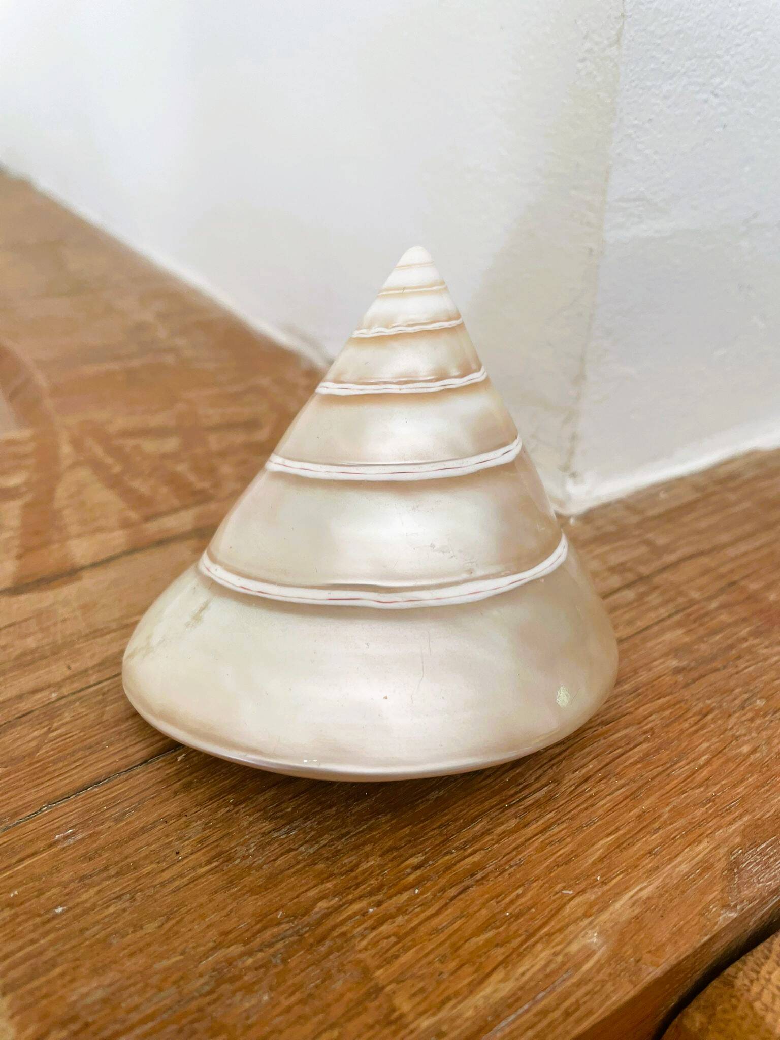 Petit coquillage : Trochus