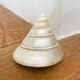 Petit coquillage : Trochus