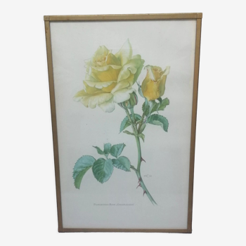 Lithograph flower "Floribunda Rose,Goldrausch" brass frame from 1962