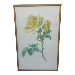 Lithographie fleur Floribunda Rose