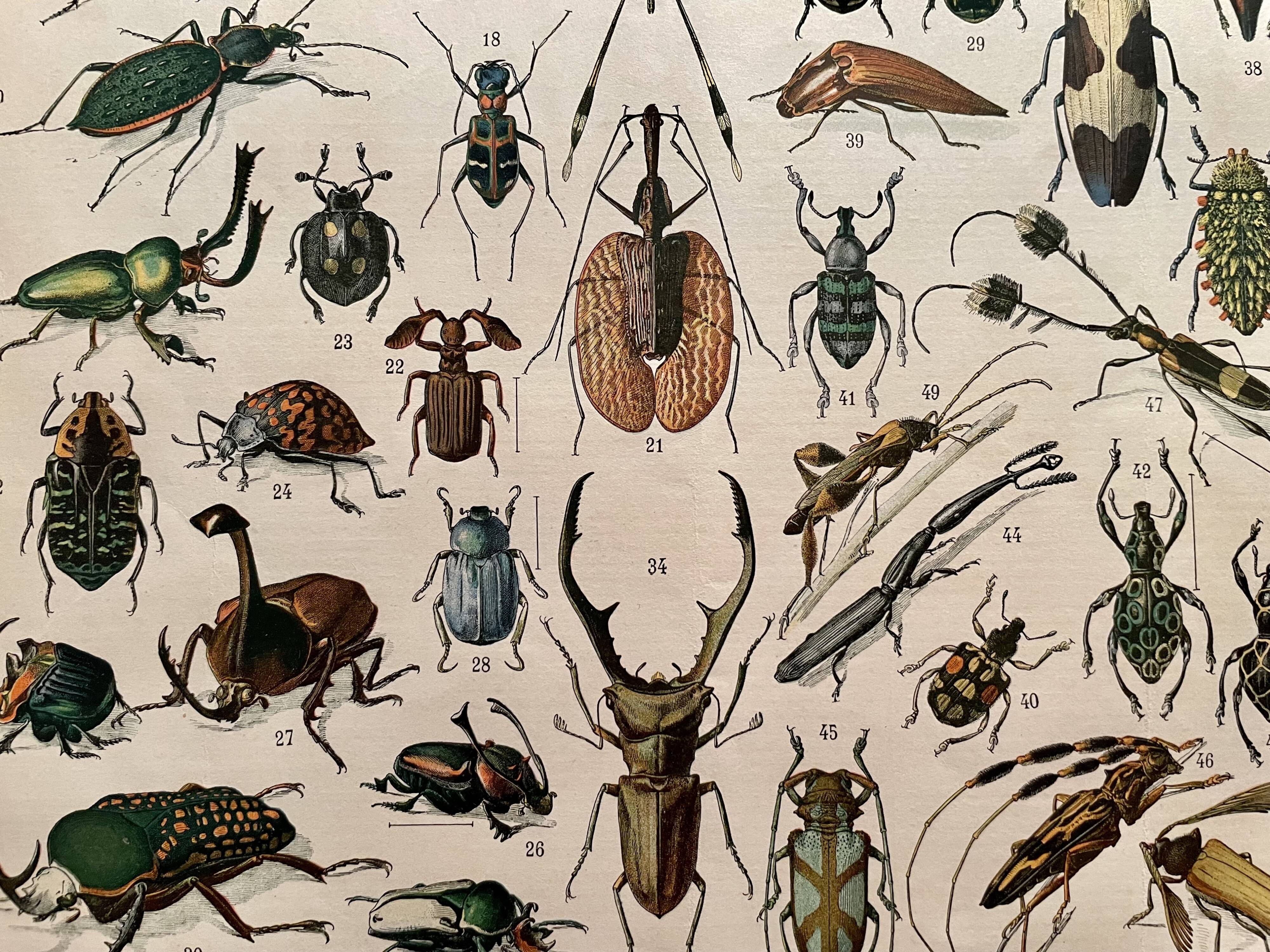 Lithograph on insects (horetica tuberculata) - 1900