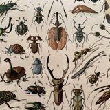 Lithograph on insects (horetica tuberculata) - 1900