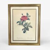 Lithograph of botanical plate by PJ Redouté Rosier du pont