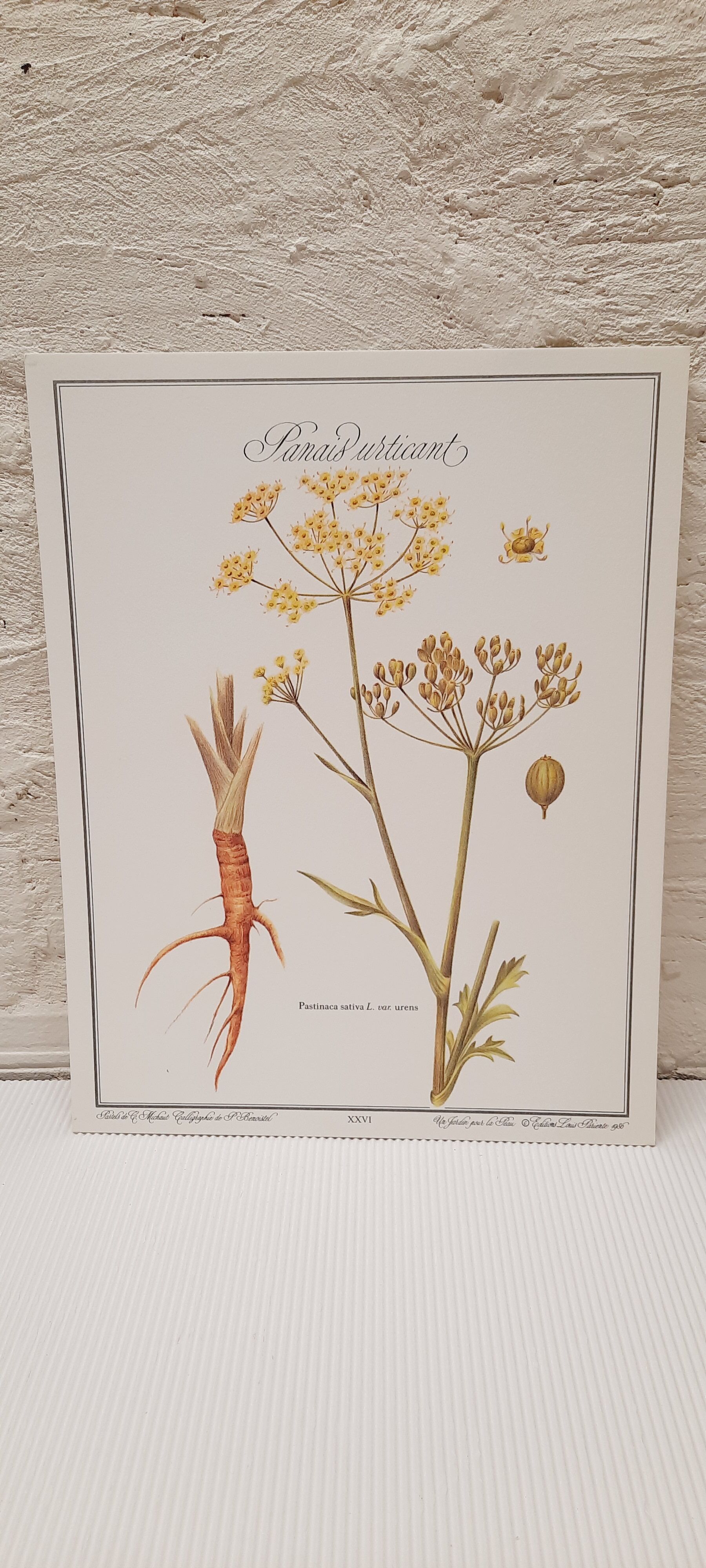 Botanical board Stinging parsnips